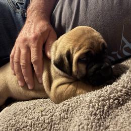 Risk - Tawny female Boerboel puppy in Flemingsburg, Kentucky from Aussgardian Boerboels