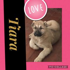 Armenian Gampr and Boxer Puppies from Moonlite Boxers