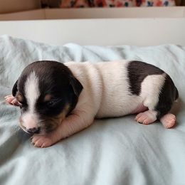 Prancer - White and black male Teddy Roosevelt Terrier puppy in Claremore, Oklahoma from Travelin' Man Terriers