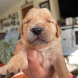 Dark Blue - Golden male Golden Retriever puppy in Bonanza, Oregon from Gold 'N Dust Ranch