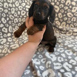 Mario - Red male Dachshund puppy in Mountain Home, Arkansas from Furry Friends Kennel