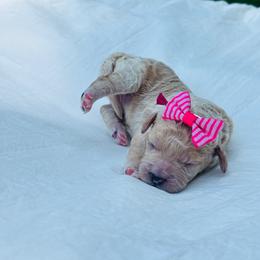 Maria - Apricot female Cavapoo puppy in Piedmont, Oklahoma from Perdue Puppies