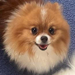 Kat - Pomeranian