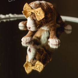 Goldendoodle Puppies from FrillyPaws Doodles