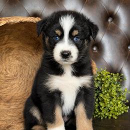 Hudson- Has Tail and Videos - Black tri-color male Australian Shepherd puppy in Troy, South Carolina from Lana Corley- Australian Shepherds of 3/W Farms