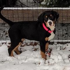 Greater Swiss Mountain Dog Puppies from Simply Swissies