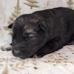 Oreo - Agouti and white male Siberian Husky puppy in Coshocton, Ohio from Wyant Farms