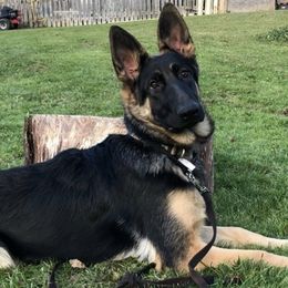 German Shepherds from K9 At Blackwater