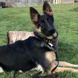 German Shepherds from K9 At Blackwater