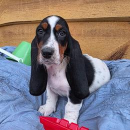 Ms. Madison - White black and red female Basset Hound puppy in Big Rapids, Michigan from Basket Hound Bassets