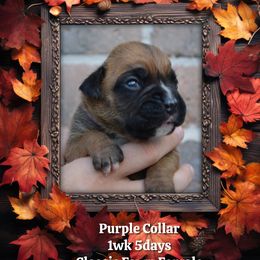 Purple - Fawn female Boxer puppy in Spring, Texas from Sanchez Boxers