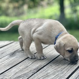 Lil Joe (blue) - Yellow Black Mouth Cur puppy in Warsaw, Missouri from Heritage Cow Dogs