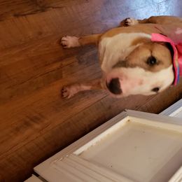 Bull Terrier and Staffordshire Bull Terrier All Grown Up from Courstaff Staffords