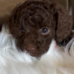 Fortune - Chocolate male Goldendoodle puppy in Decatur, Texas from Scherrer Sweet Goldendoodles