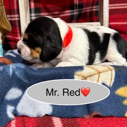 Mr. Red - Black brown and white male Basset Hound puppy in Lagrange, Georgia from Tall Oak Bassets