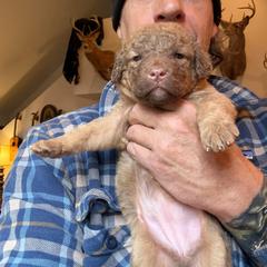 Pink - Sedge female Chesapeake Bay Retriever puppy in Dallas, Pennsylvania from Ghost Dog Chesapeakes