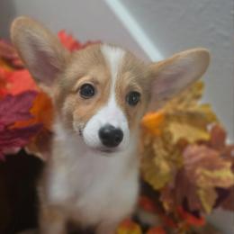 Enzo -Boy - 2nd born - Red male Pembroke Welsh Corgi puppy in Tomball, Texas from Larsen Loved Corgis