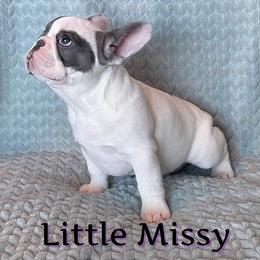 French Bulldog Puppies from Queenbeebullies