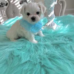 Boy 1 - White male Maltese puppy in Cape Coral, Florida from Marisol’s Maltese