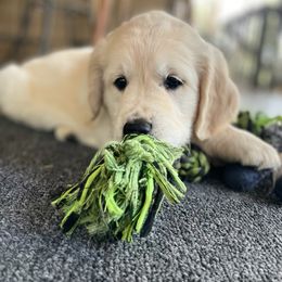 Golden Retriever Puppies from Evergreen Goldens