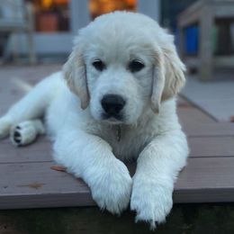 Golden Retriever Puppies from Montana Mist Golden Retrievers English Cream
