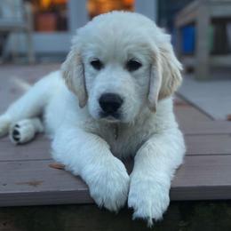 Golden Retriever Puppies from Montana Mist Golden Retrievers English Cream
