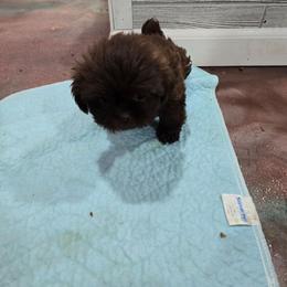 S'More - Chocolate female Shih Tzu puppy in Neosho, Missouri from Cooley's Cuddle Pups