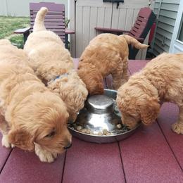 Goldendoodle Puppies from Lu Doodles