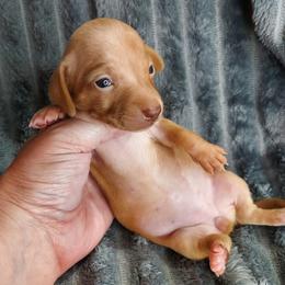 BELLA - Chocolate and tan female Dachshund puppy in Swink, Oklahoma from Palali Farm