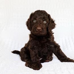 Puppy 3 - Brown male Cockapoo puppy in Savannah, Georgia from Vino and Vespa Doodles