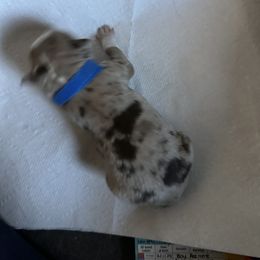 Australian Shepherd Puppies from Aussie Tree-O