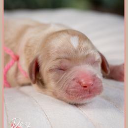 Cuddy - Red female Cockapoo puppy in Connersville, Indiana from Deaz Doodle Ranch