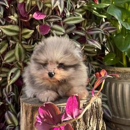 Remy - Blue merle male Pomeranian puppy in Stockton, California from lunas_poms