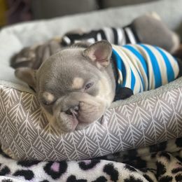 French Bulldog Puppies from Baby Bear Frenchies
