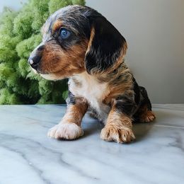 Dachshund Puppies from Yadkin Valley Dachshunds