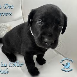 Light Blue Collar Male - Black male Labrador Retriever puppy in Greater Houston Area, Texas from Coram Deo Retrievers