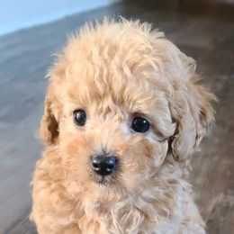 Poodle Puppies from Tiny Toy Poodles