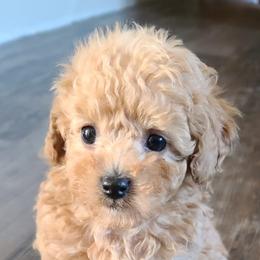 Poodle Puppies from Tiny Toy Poodles