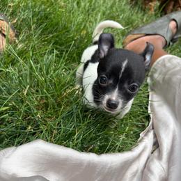 Hunter - Black and white male Chihuahua puppy in Utica, Ohio from Poodle Me Crazy