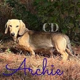 Archie AKC PET ONLY - Cream male Dachshund puppy in Huntington, Texas from Camacho_Dachshunds