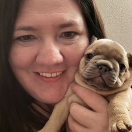 French Bulldog Puppies from Jessie's Frenchies