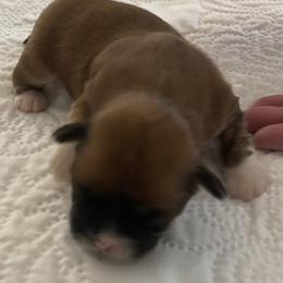Boy 1 - Red male Lhasa Apso puppy in Palm Bay, Florida from Lhasa Apso Doggy Stylez Fl