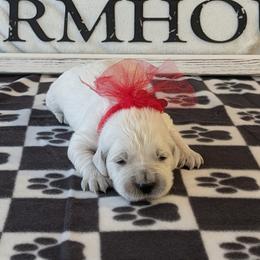 Hank - Light golden male Golden Retriever puppy in Falcon, Missouri from Edge Farm LLC