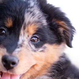 Blue Merle Male - Australian Shepherd puppy in Tribby, Oklahoma from DNA 16B Aussie Farms