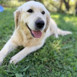 Vida - Golden Retriever
