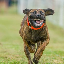 Boerboel All Grown Up from Romboel Farm Dogs