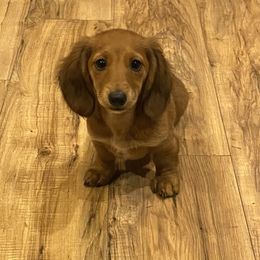 Dachshund Puppies from Kelly's Doxies