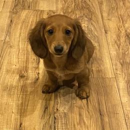 Dachshund Puppies from Kelly's Doxies