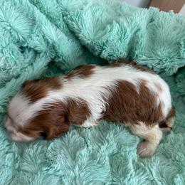Boy 1 - Blenheim male Cavalier King Charles Spaniel puppy in Honeyville, Utah from Mike and Brandice Brown Performance Animals