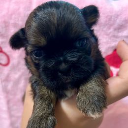 Girl 1 - Black gold and white female Shih Tzu puppy in Skipperville, Alabama from Nay Nay’s Babies